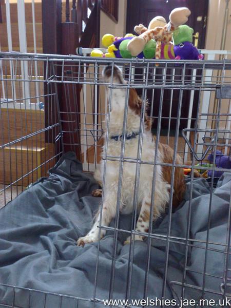 2010-07-31 05.jpg - Inspecting my cage (and toys)